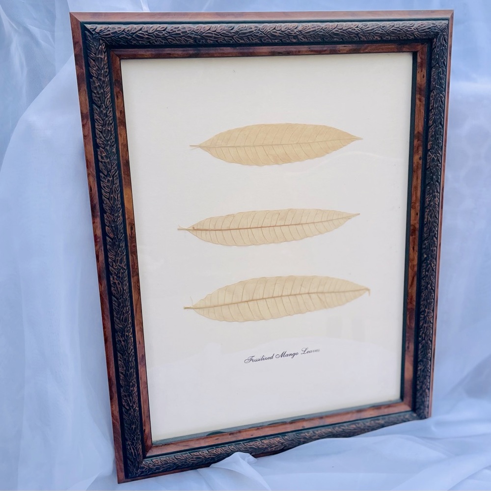 Framed Fossilized Leaves